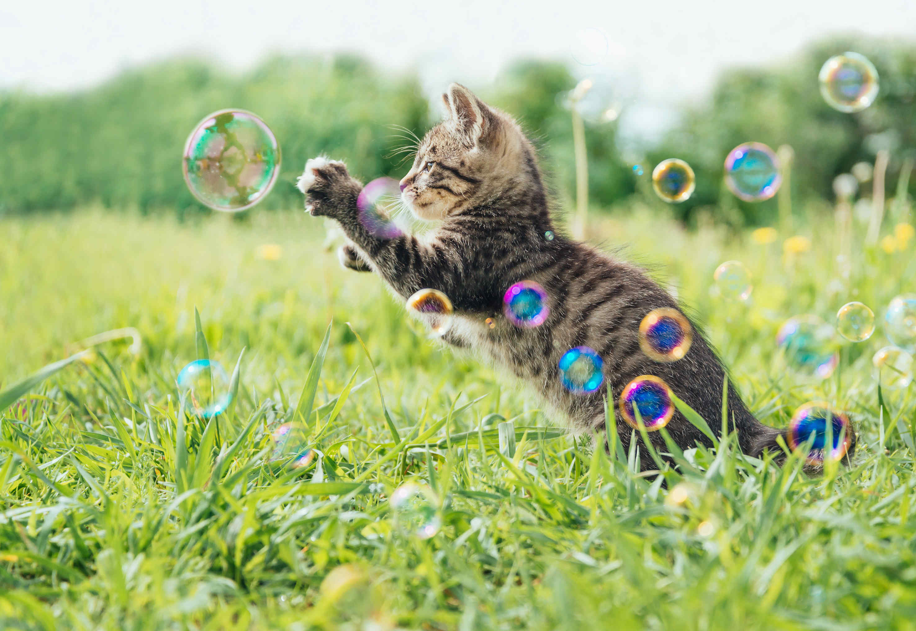 可爱猫咪在草地玩泡泡摄影图