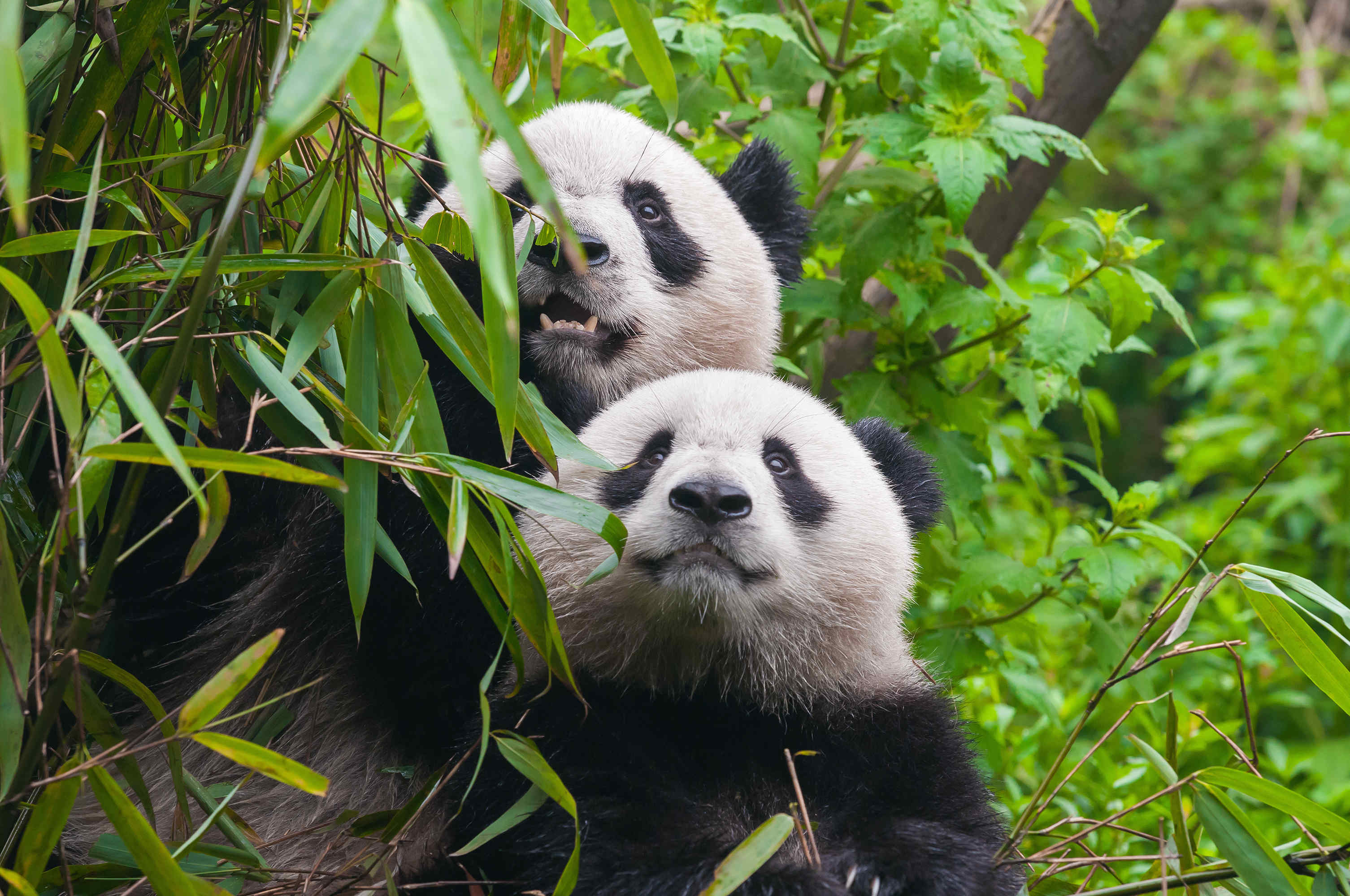 保护动物熊猫摄影图