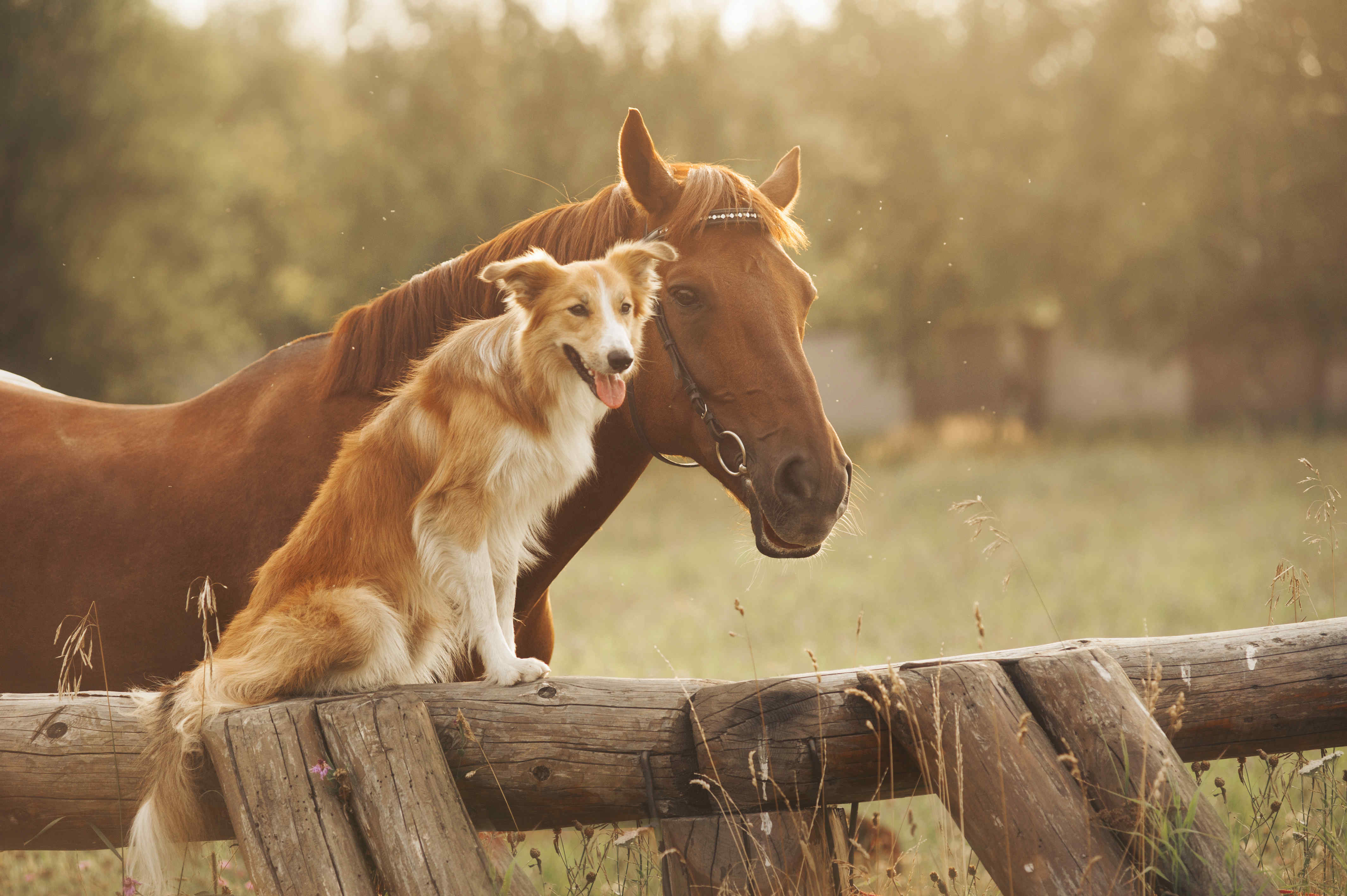 红色边境牧羊犬和马摄影图
