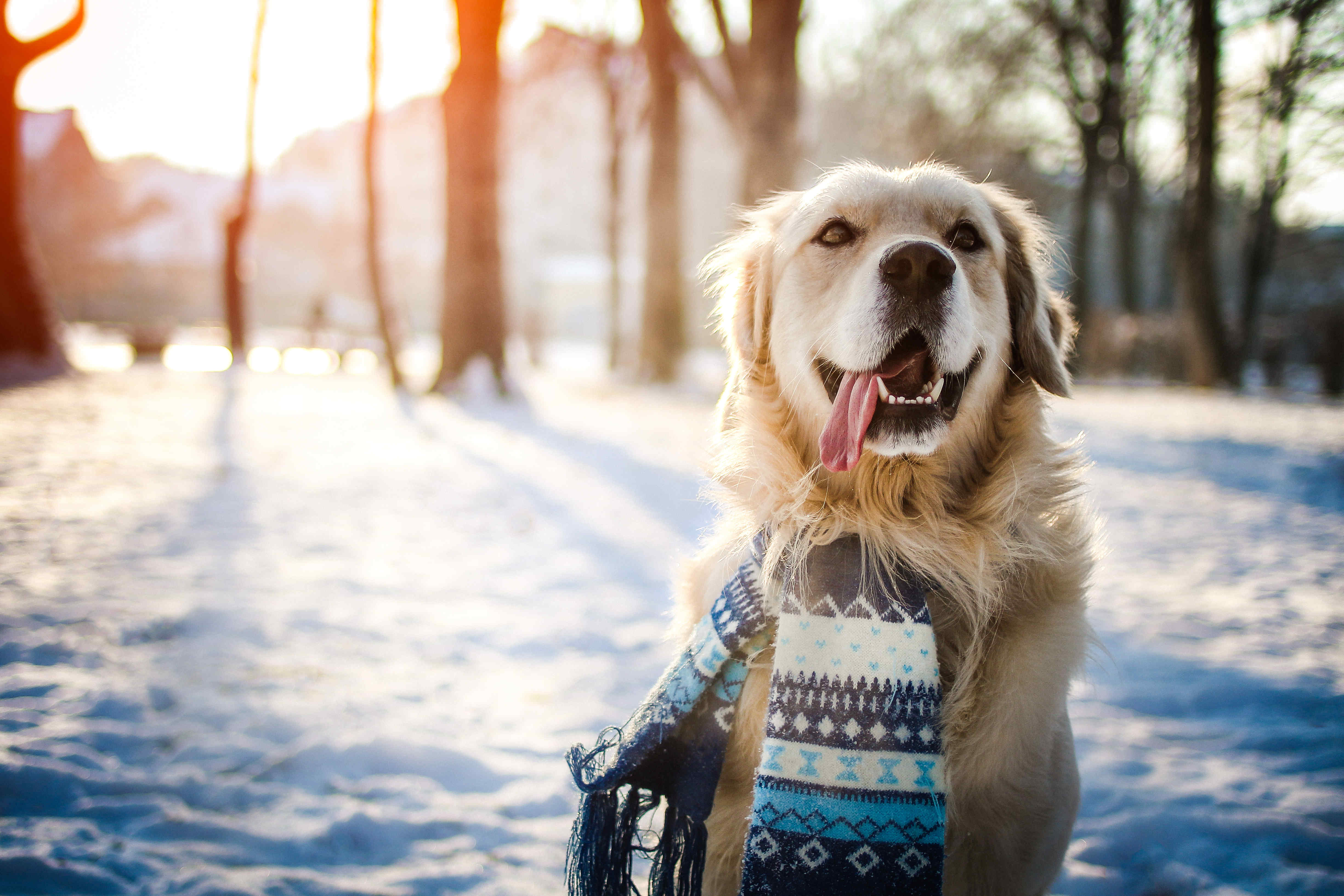 金毛猎犬坐在雪地上玩耍摄影图
