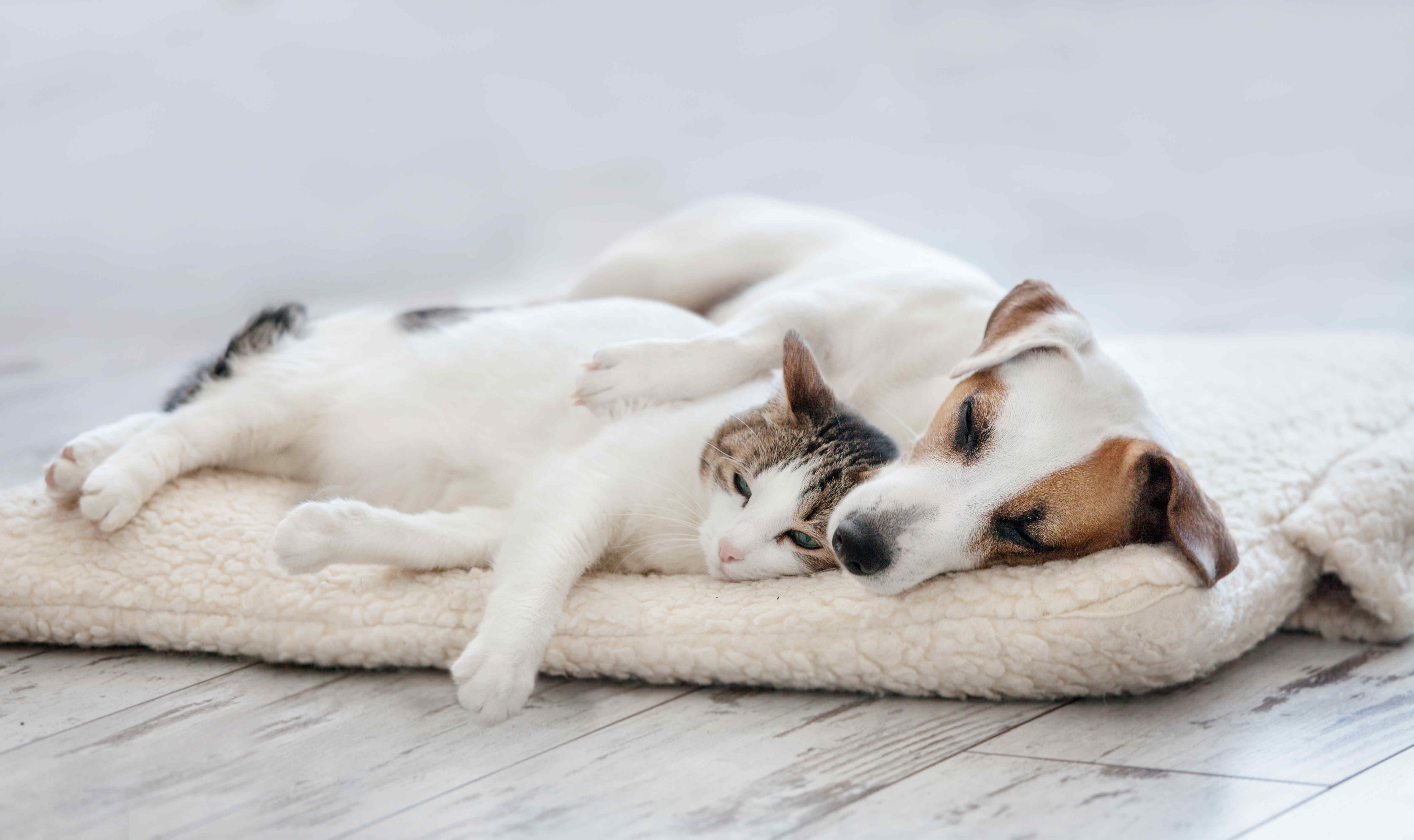 猫和狗睡觉摄影图