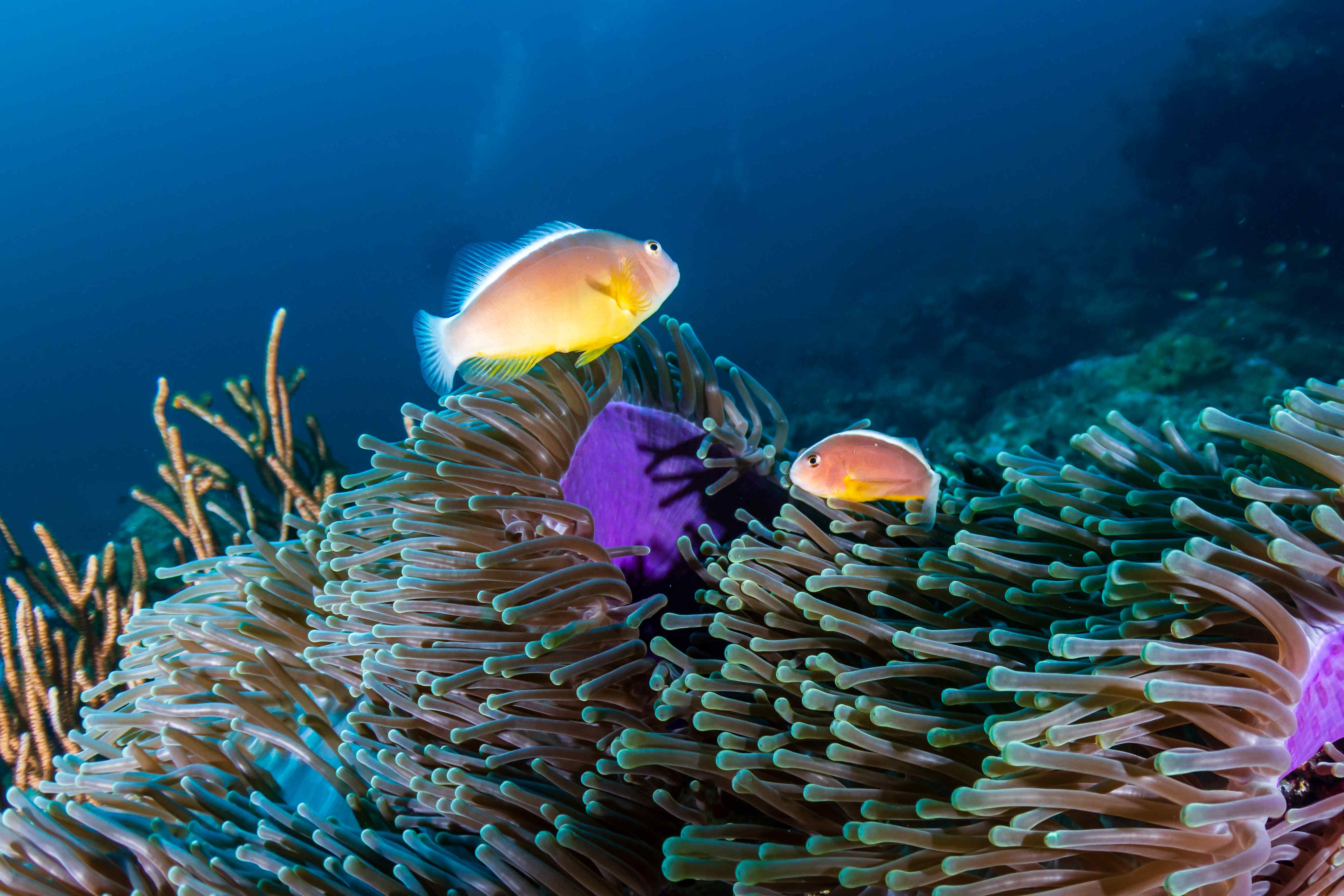 海底珊瑚小鱼摄影图