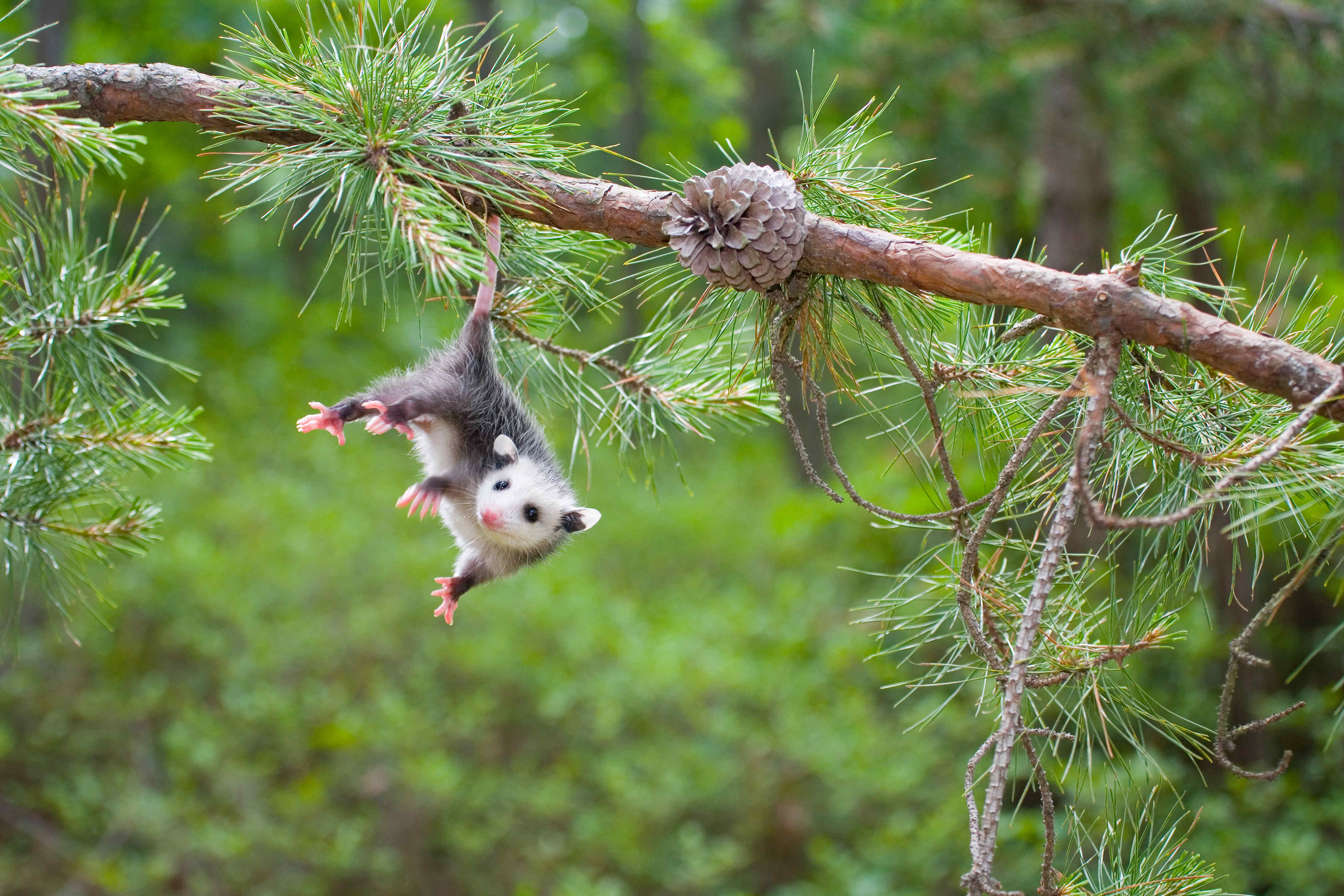 可爱小负鼠挂在树枝摄影图