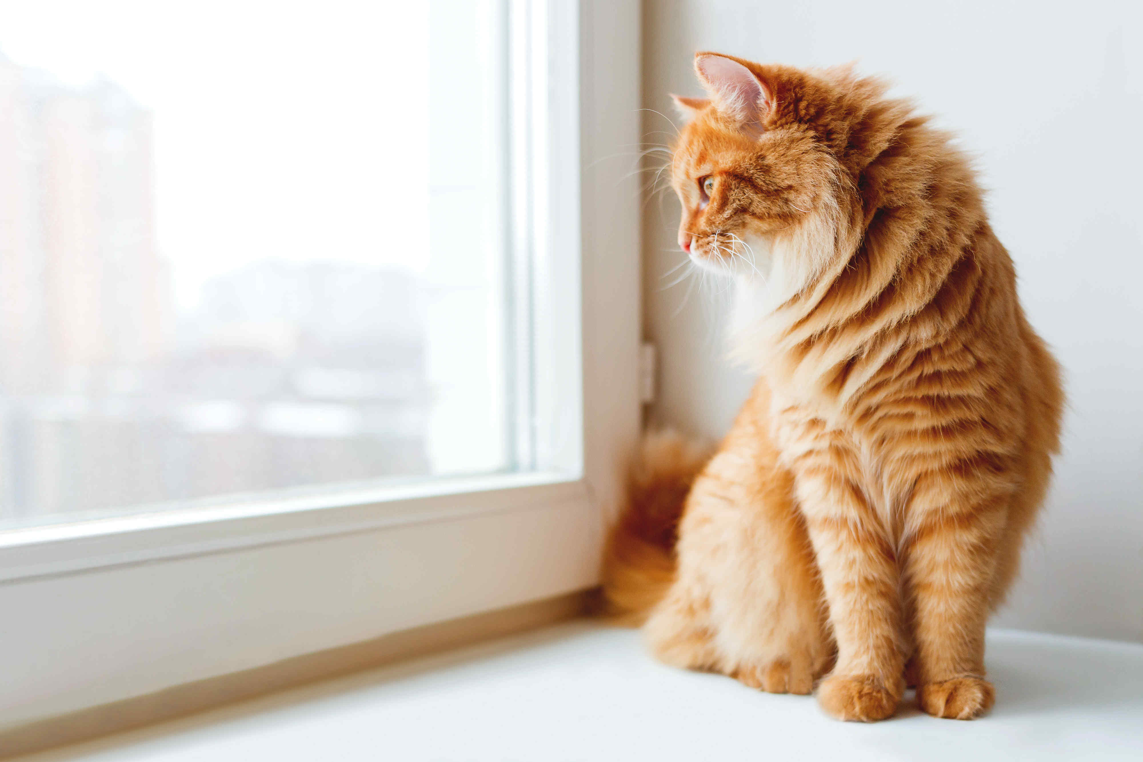 可爱的姜黄色猫坐在窗台上摄影图