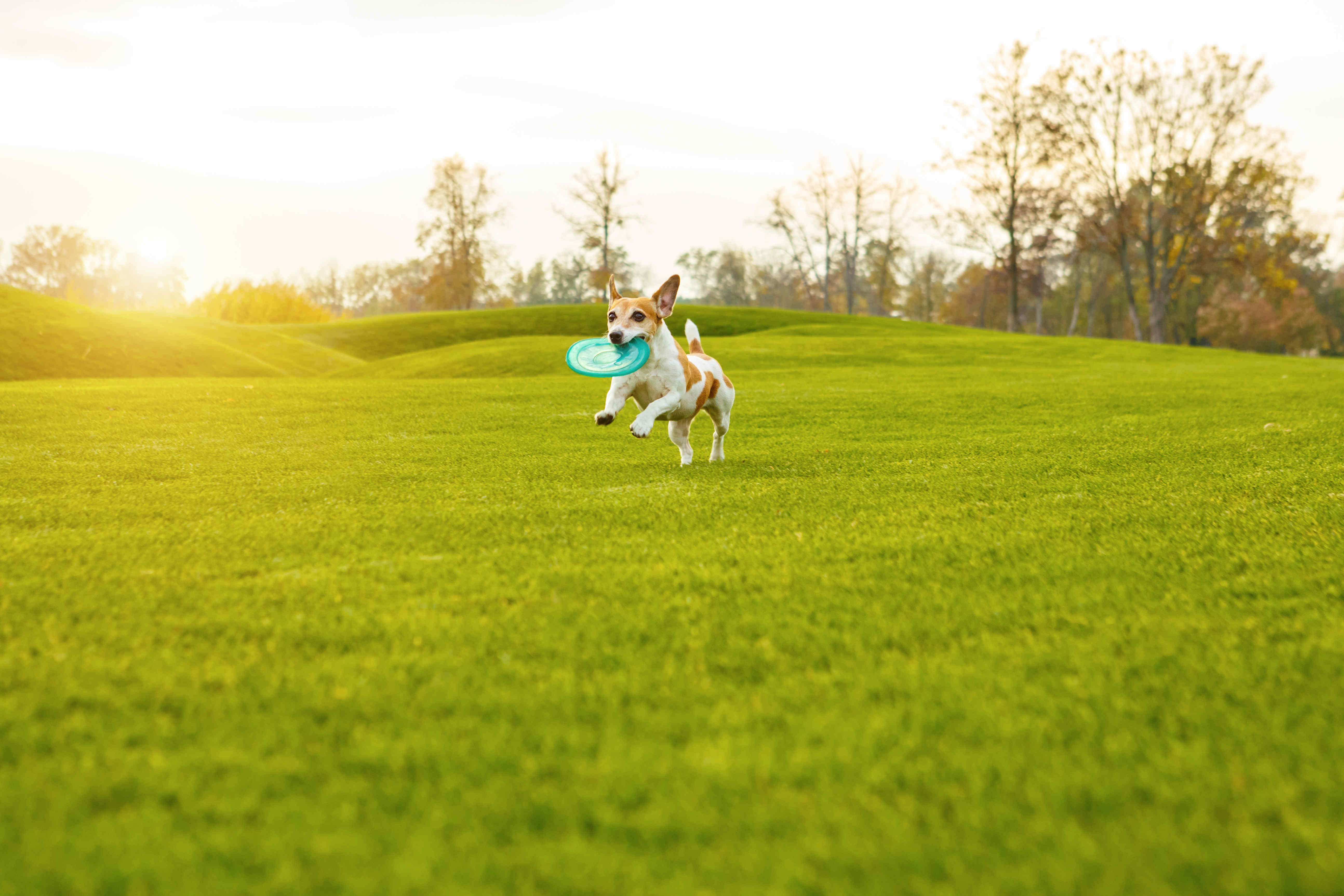 在草地上奔跑的狗狗摄影图