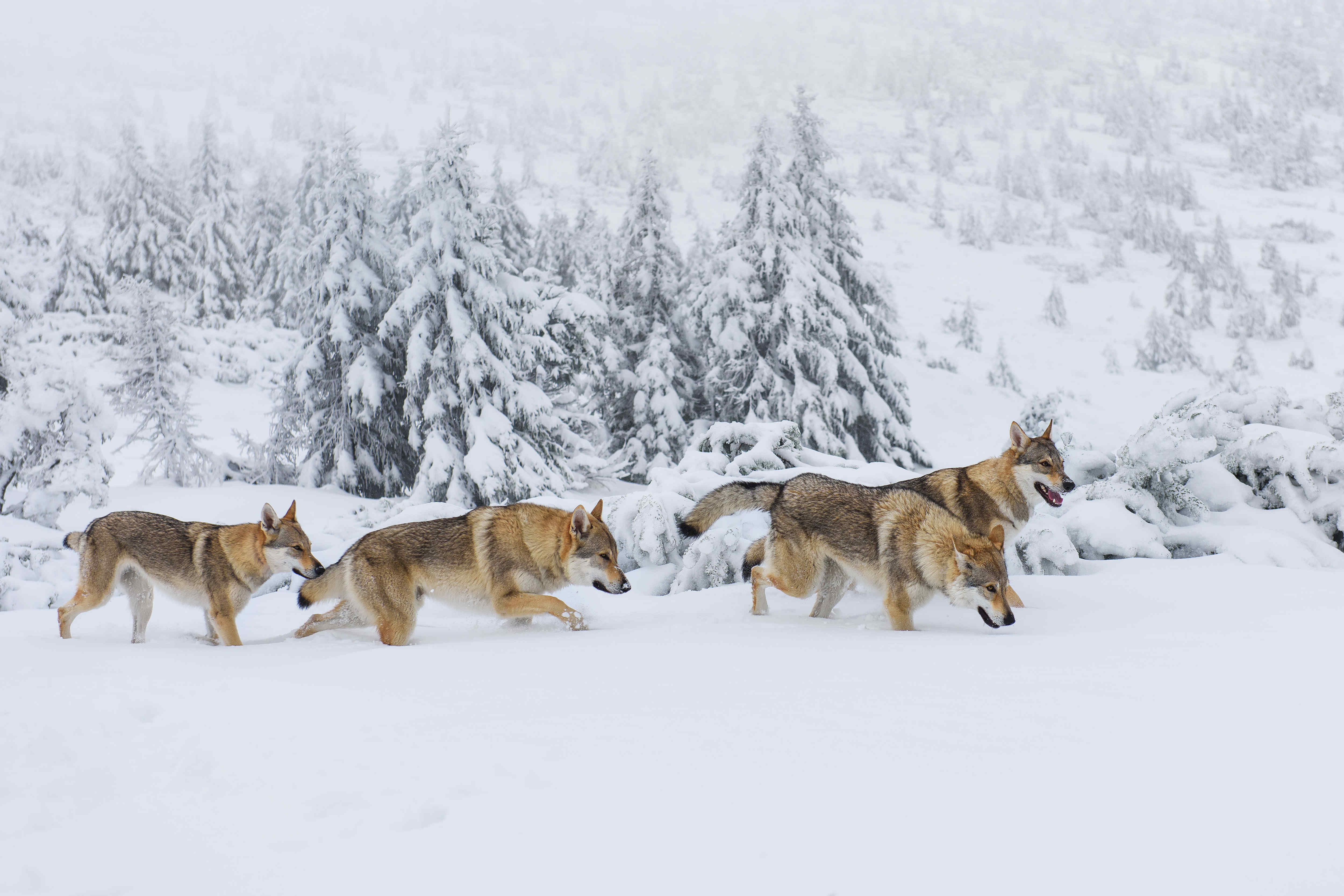 雪地里的狼摄影图