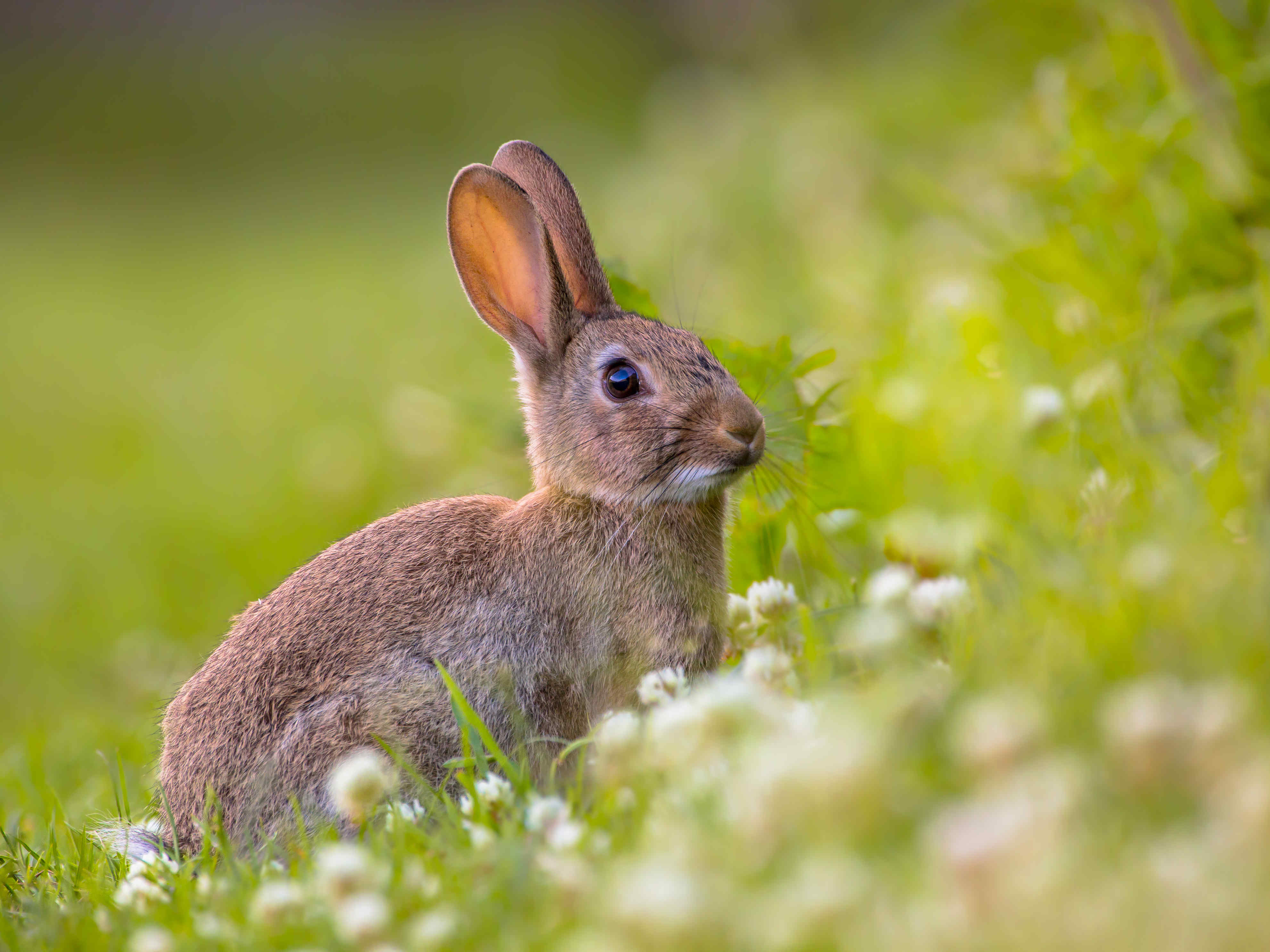 观赏野生欧洲兔子摄影图