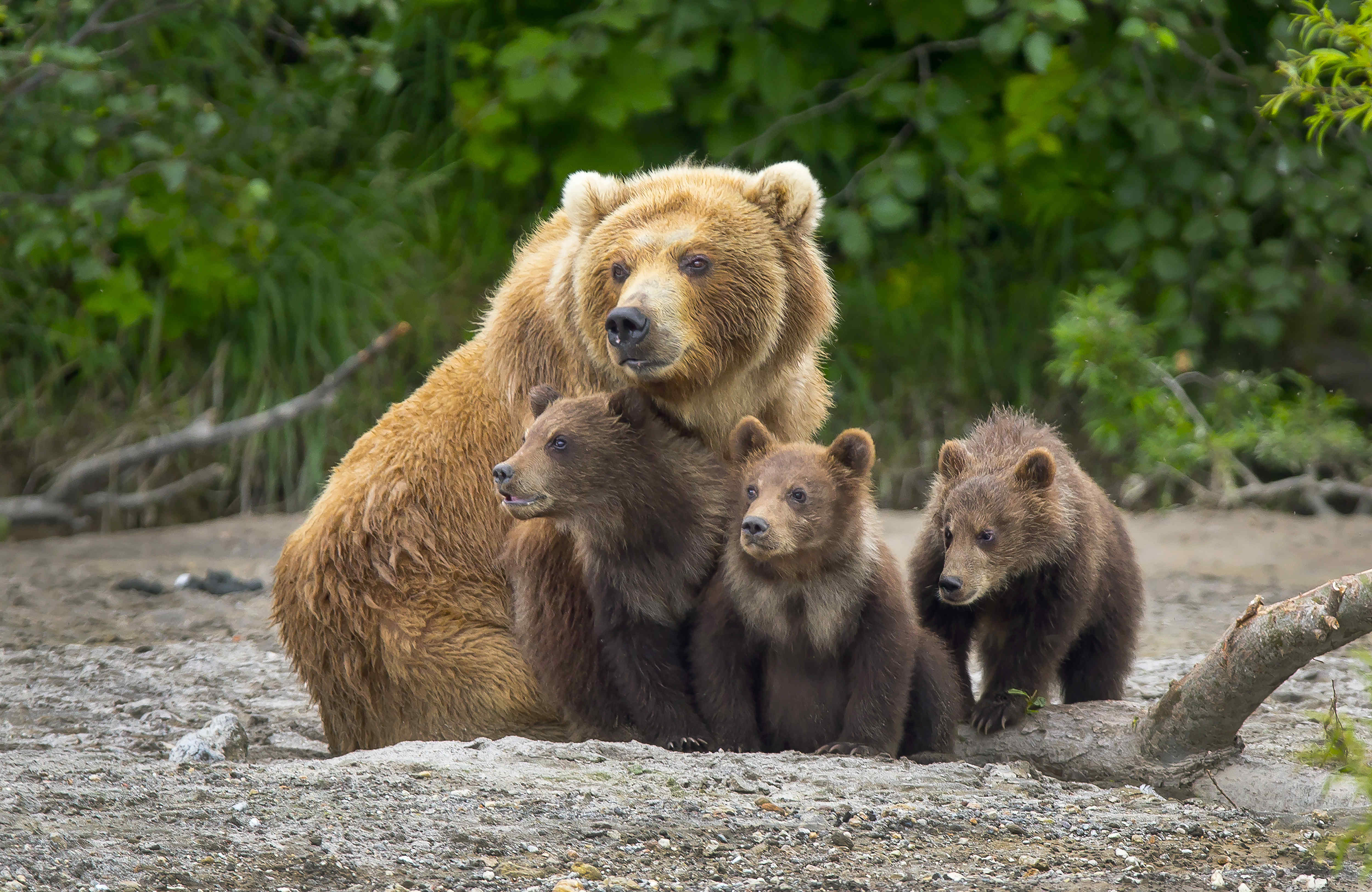 阿拉斯加棕熊和幼崽摄影图