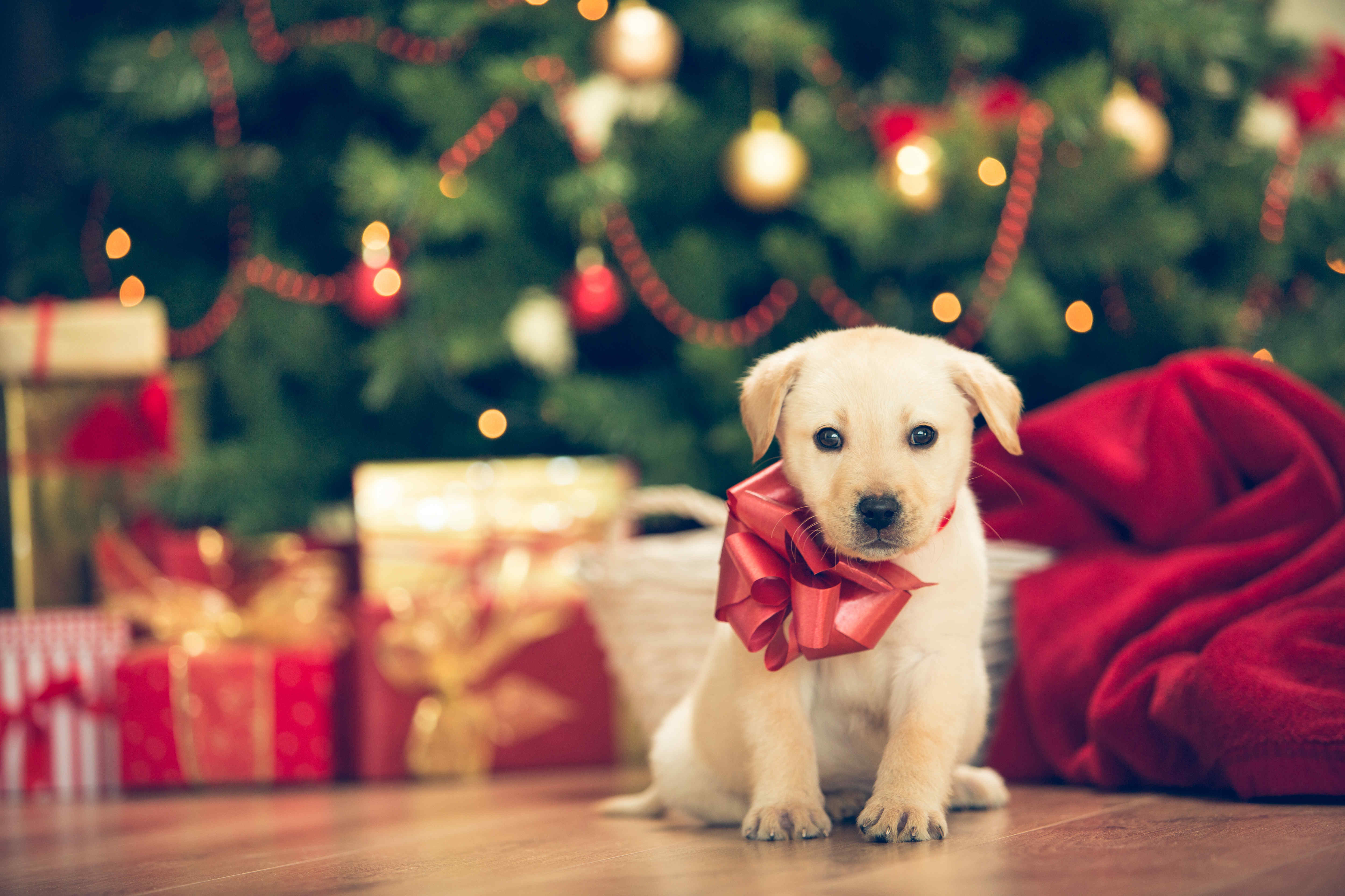 可爱圣诞装扮的狗摄影图