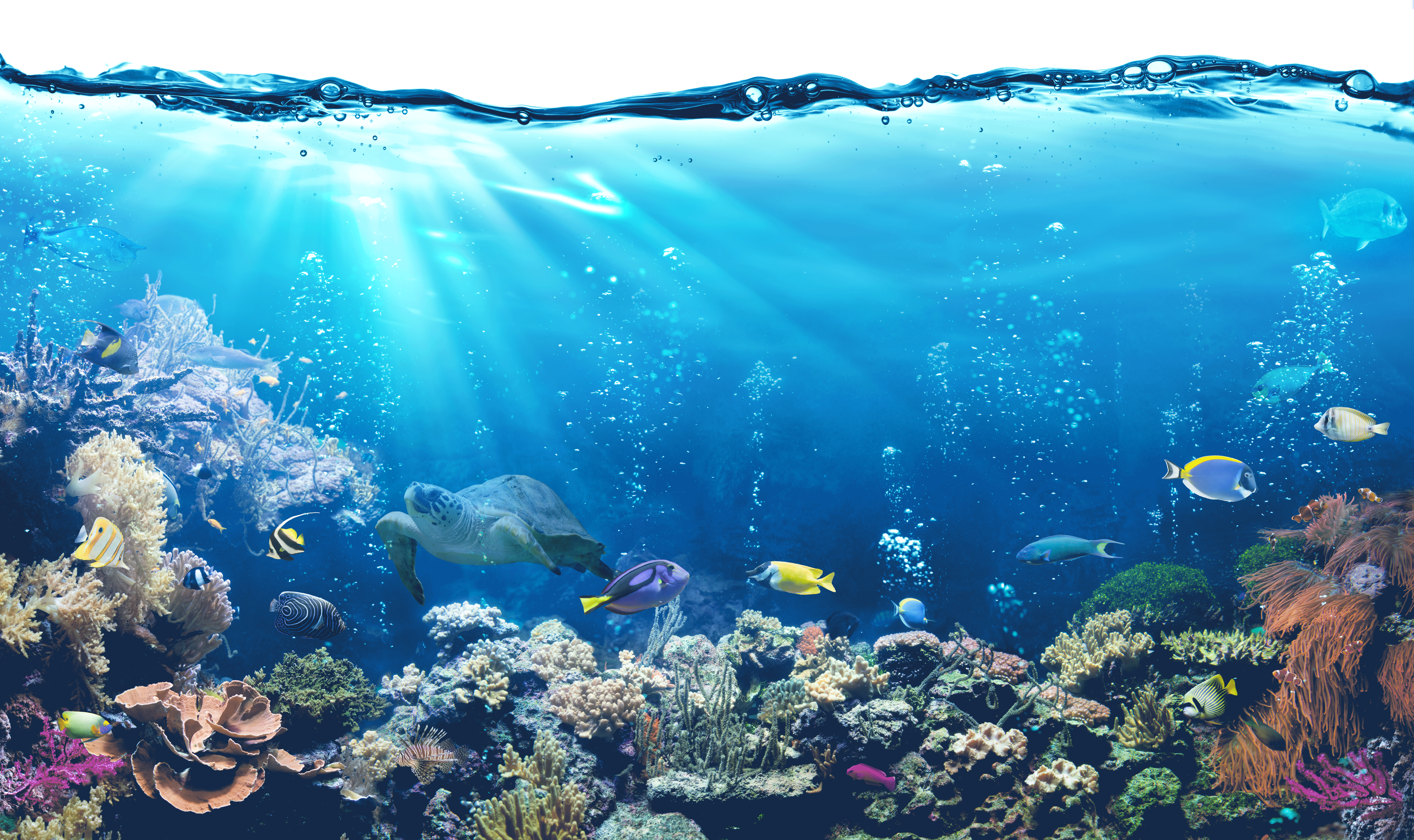 海底世界高清摄影图