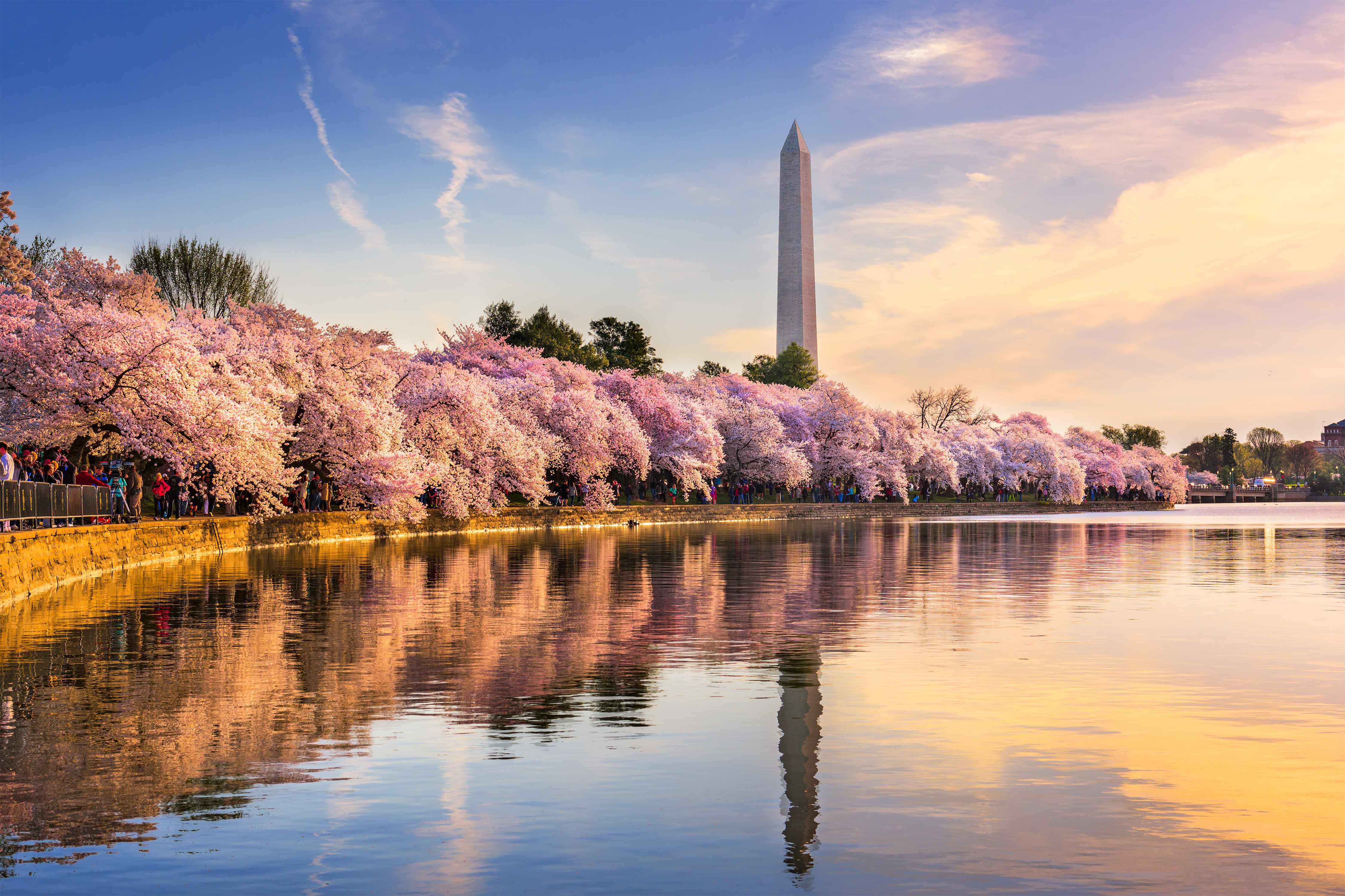 华盛顿蓝天下粉色樱花摄影图