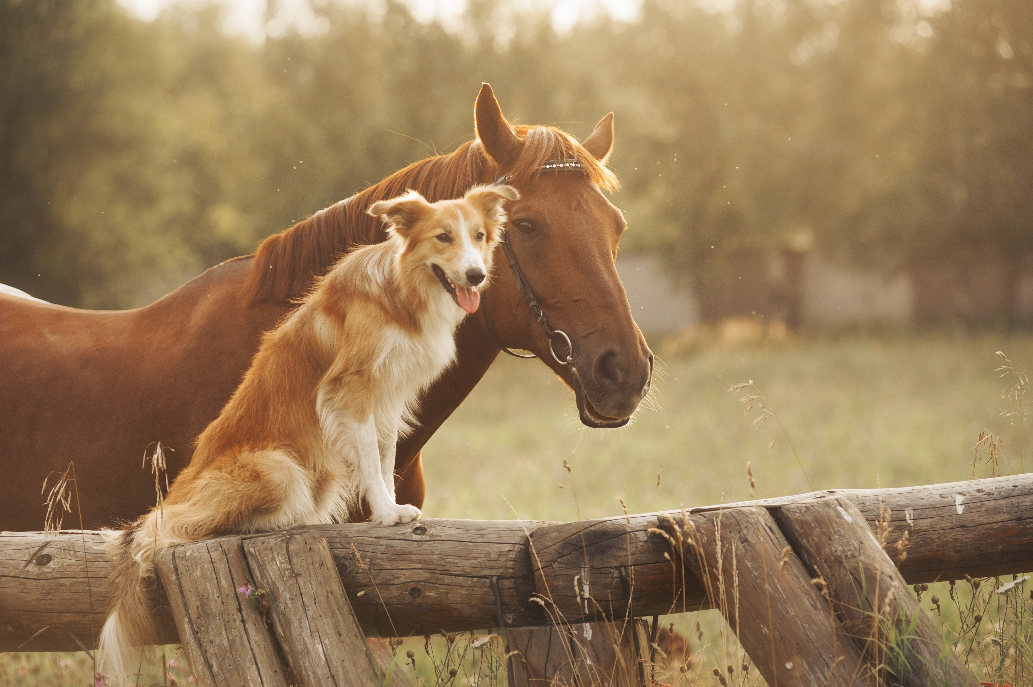 红色边境牧羊犬和马摄影图
