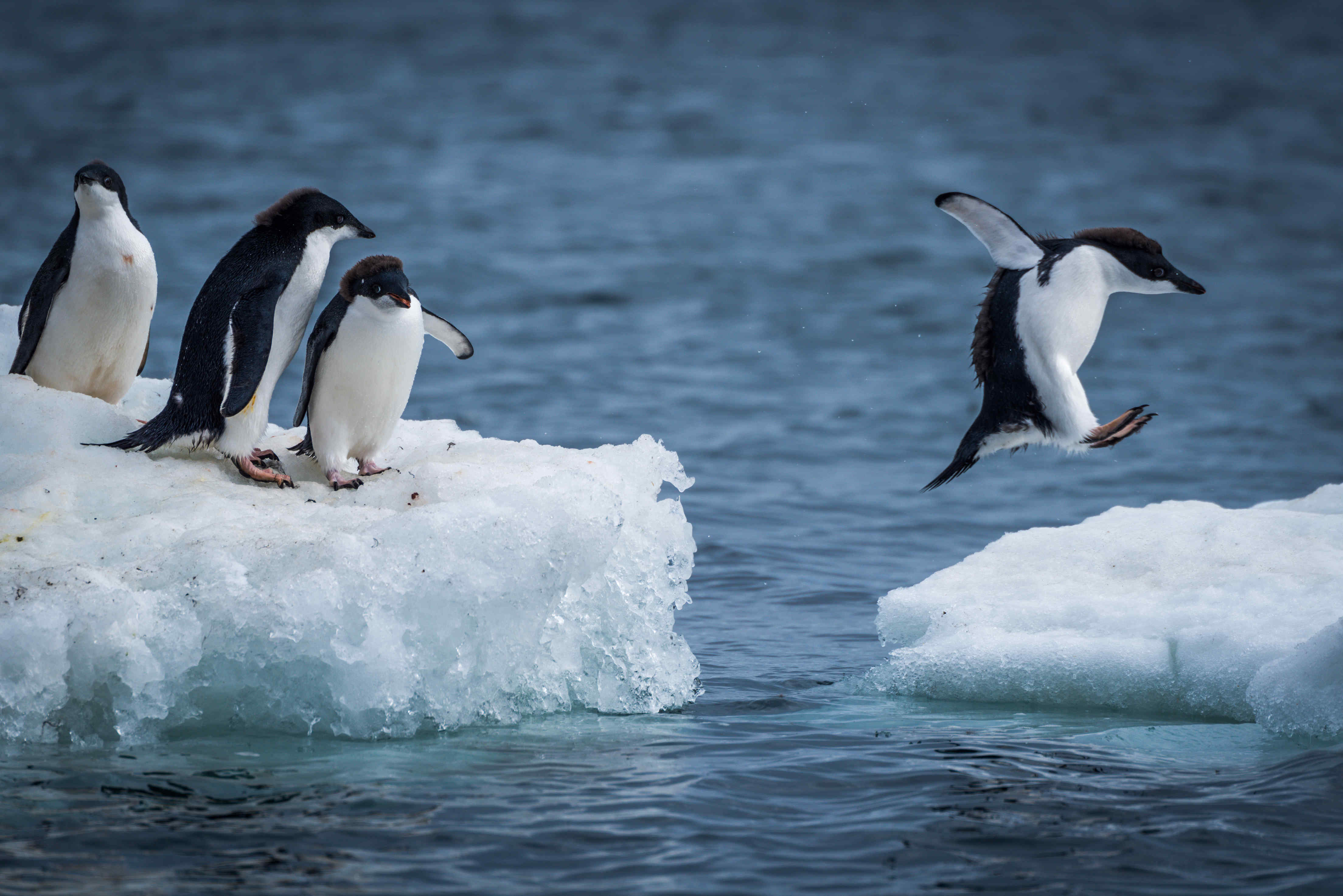 可爱的阿德利企鹅在跳跃摄影图