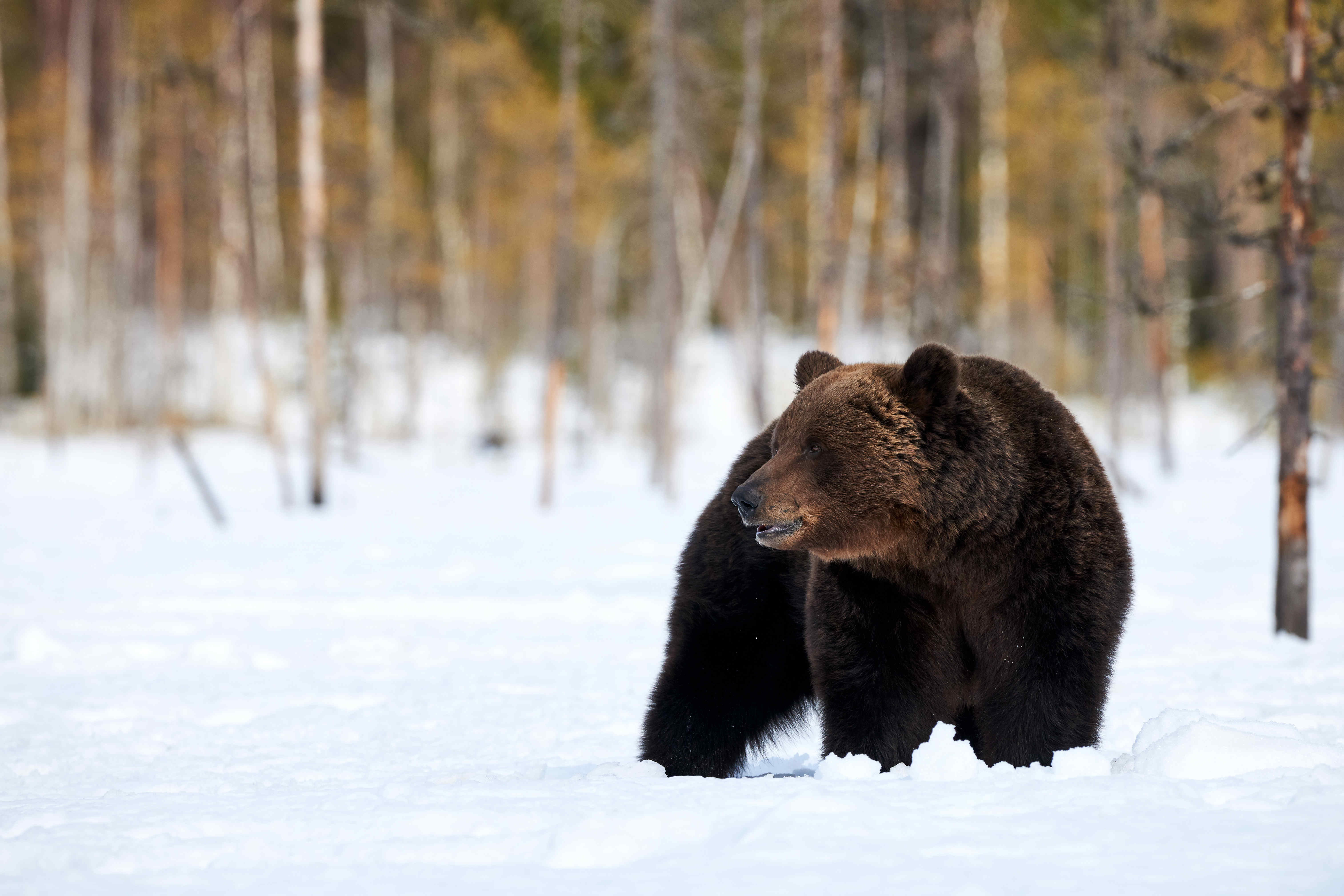 呆萌的雪地棕熊摄影图