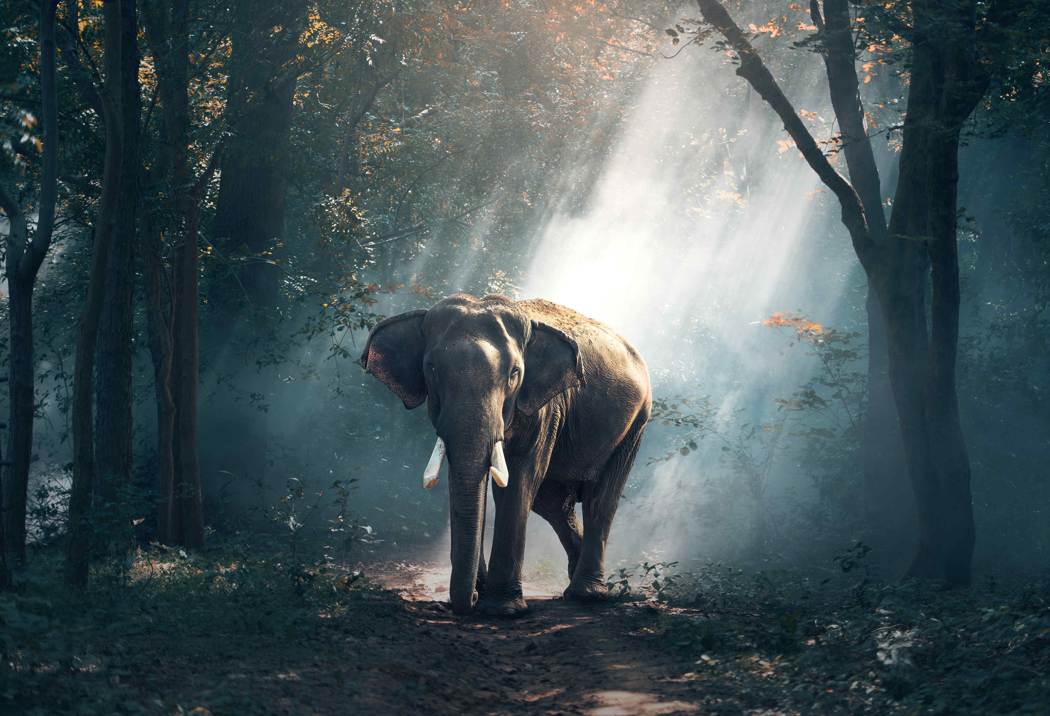 森林里的大象摄影图