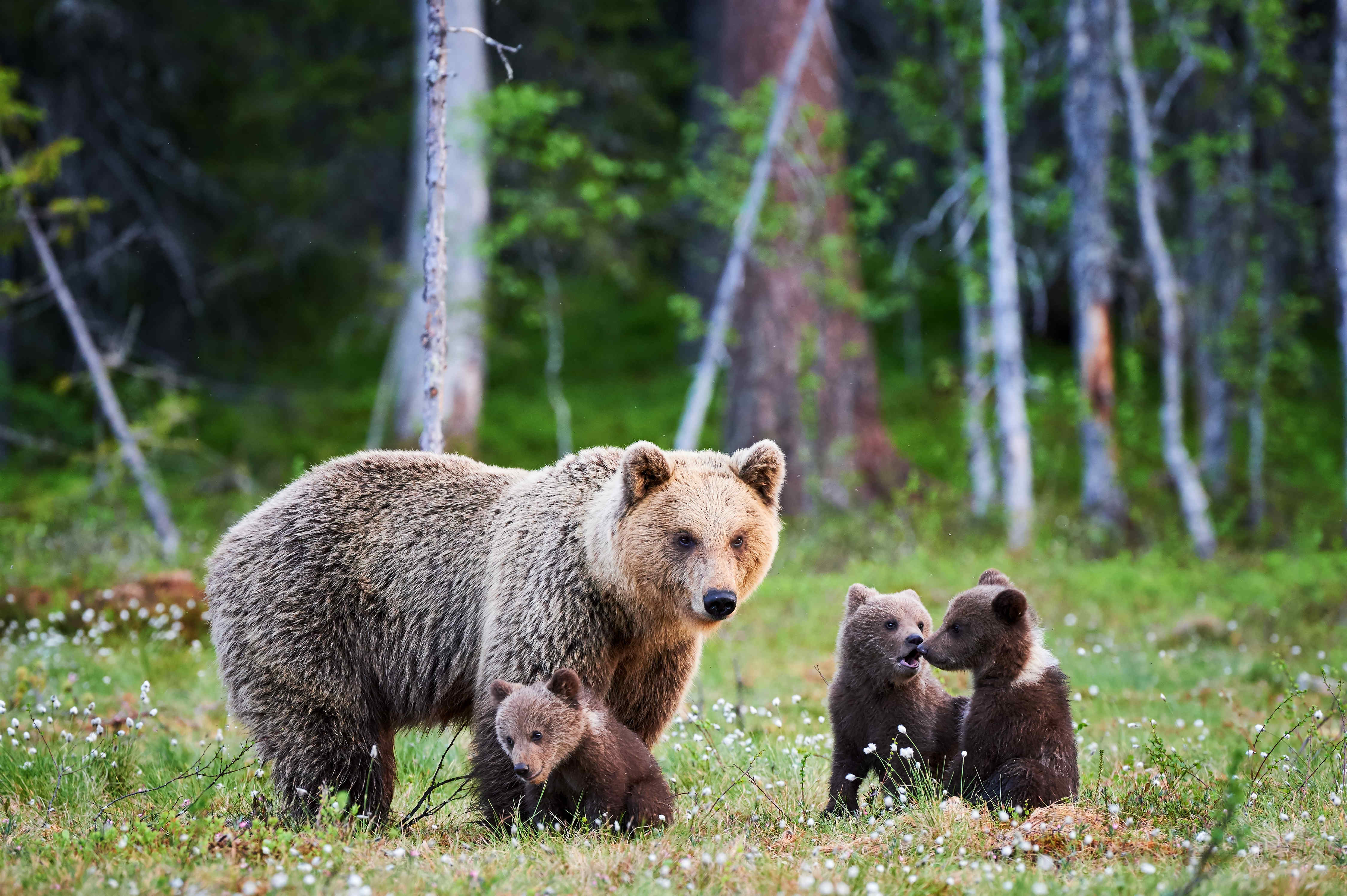 母棕熊和她的幼崽摄影图