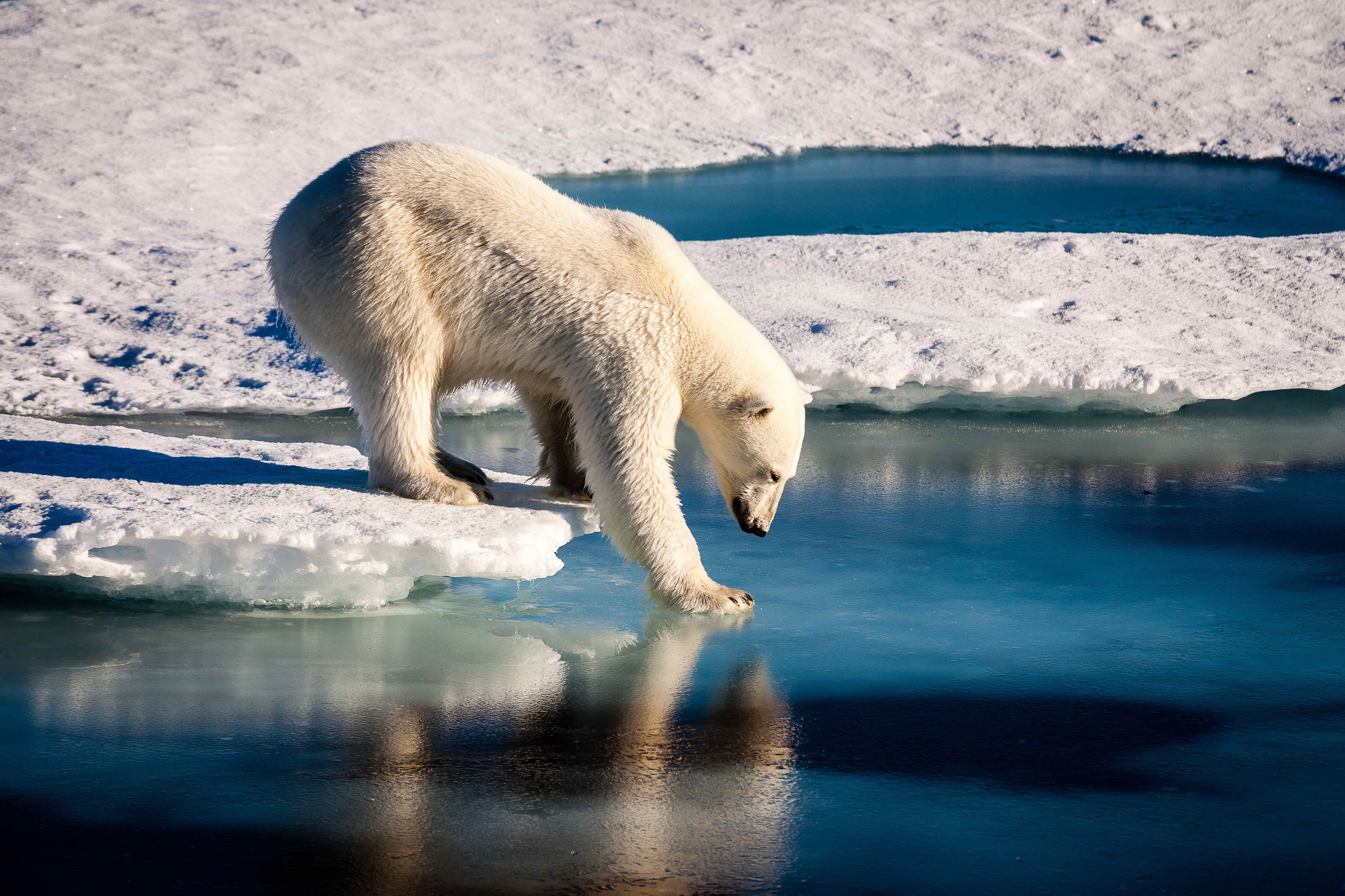极地海洋世界动物园北极熊摄影图